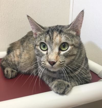Lilith — Aggieland Humane Society